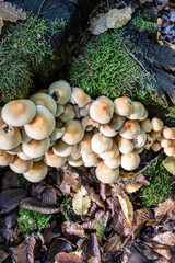 Wild Mushrooms Growing on Mossy Forest Floor in Natural Woodland Scene