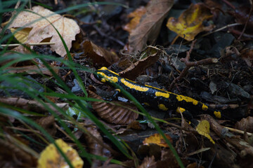 Feuersalamander im Harz