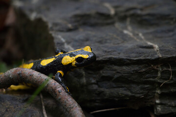 Feuersalamander im Harz