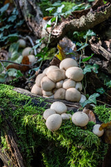 Puffball Mushrooms Growing on Mossy Forest Wood – Autumn Nature Macro