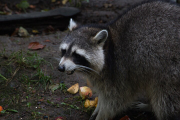 Wasschbär im Zoo