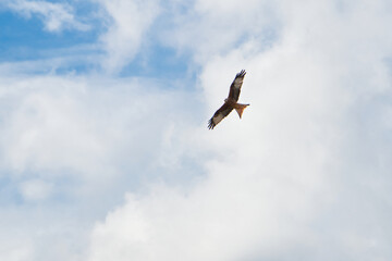 Falke am Himmel