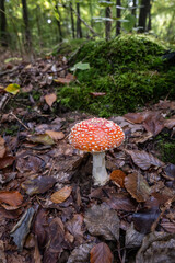 Fliegenpilze im Wald, Pilz giftig, Wald im Herbst