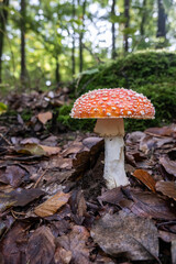 Fliegenpilze im Wald, Pilz giftig, Wald im Herbst