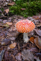 Fliegenpilze im Wald, Pilz giftig, Wald im Herbst