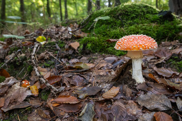 Fliegenpilze im Wald, Pilz giftig, Wald im Herbst