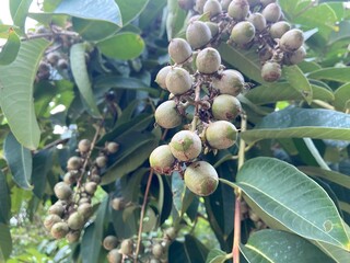 Seeds of Dracaena loureiri Gagnep (D. loureiri), commonly known as “Chan Pha”