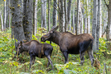 Cow and Calf Alaska Yukon Moose in Alaska in Autumn