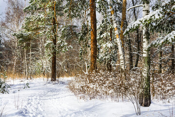 Fototapeta premium Snowy path in the winter forest. Trees in the park are covered with snow. Snowy pines, firs and birches. Beautiful, fabulous winter landscape