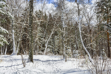 Trees in the forest are covered with snow. Snow-covered pines, firs and birches. Fairytale winter landscape. Winter path in the park among the trees