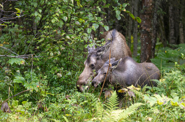 Cow and Calf Alaska Yukon Moose in Alaska in Autumn