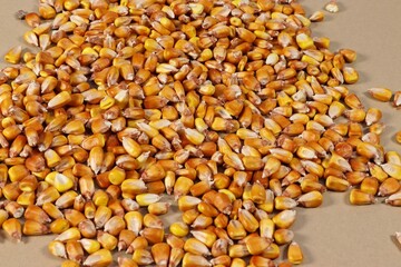 Corn grains across the field of the frame.