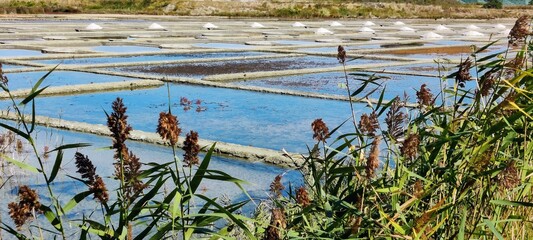 Marais salant de Guérande, Loire-Atlantique, France 