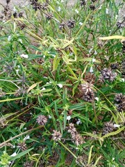 wild plant