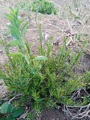 grass in the garden, wild plant in the field