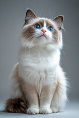A fluffy cat with striking blue eyes sits gracefully against a plain background in soft lighting