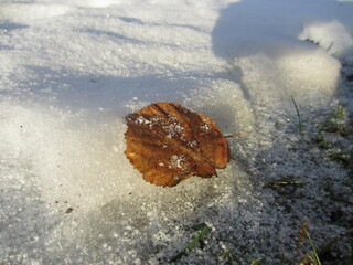 Macro Snow in the Sun in Belarus 2013