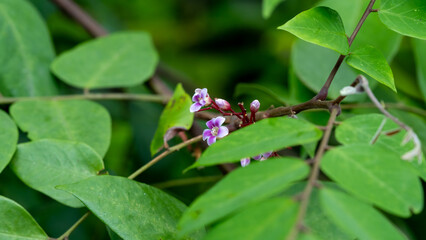 Star fruit tree flowers that will bloom
