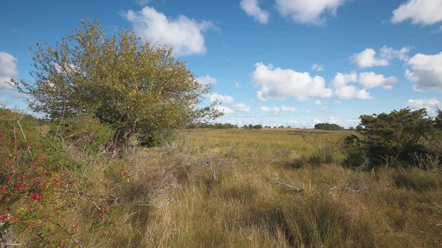 Landschaft im Nationalpark Vorpommersche Boddenlandschaft 