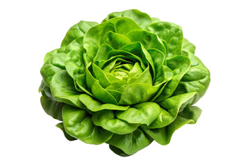 Obraz premium Fresh Green Romaine Lettuce Leaves Isolated White