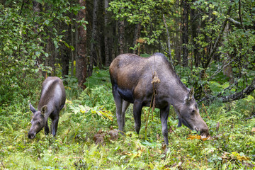 Cow and Calf Alaska Yukon Moose in Alaska in Autumn