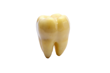 Single Tooth Model Isolated on White Background