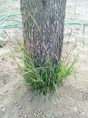 grass wild plants or tree in the sand