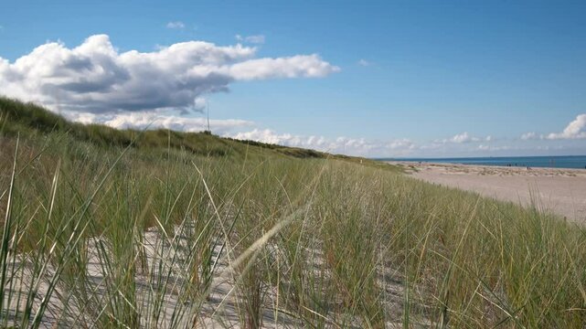 Ammophila arenaria) Strandhafer auf einer D&uuml;ne am Strnd von Neuhaus auf Fischland Darss Zingst in Mecklenburg-Vorpommern