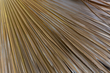 Close up of dried palm leaves arranged in a fan-like pattern. Texture emphasizes the natural lines and grooves of the leaves, creating a sense of repetition and rhythm. Texture making for backgrounds