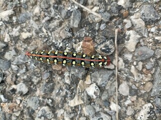 spurge caterpillar hyles euphorbiae walking on stone floor in a mediterranean climate in summer