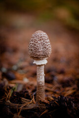 mushroom in the forest