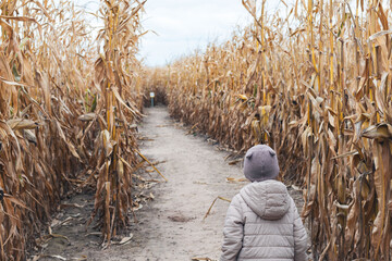 A boy in the corn looking for a way out of the maze.