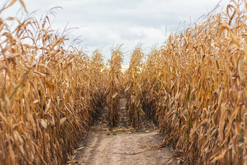 A terrifying and amazing corn maze.