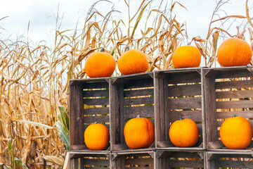 A display of Halloween pumpkins on crates.