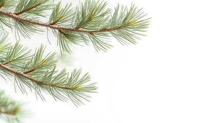 Obraz premium A serene winter flat lay featuring delicate pine branches, snow-laden backgrounds, and the cozy essence of the season, inviting warmth and tranquility into snowy reflections