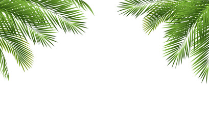 Tropical Palm Tree Border And Isolated White Background