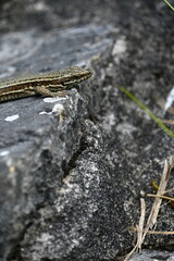 lizard headshot on a stone