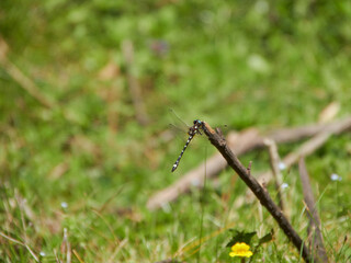 dragonfly on a branch