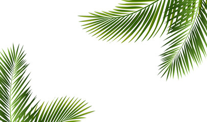 Green Palm Branch Frame Isolated White Background