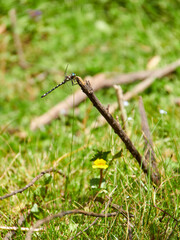 dragonfly on a branch