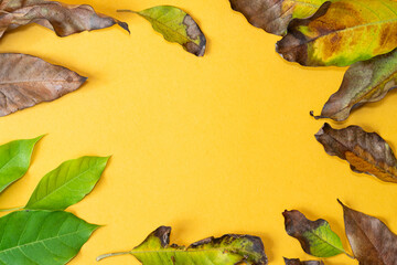 Artistic Flat Lay of Leaves on Yellow Background