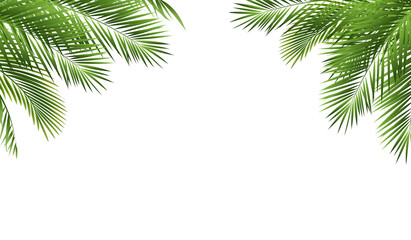 Tropical Palm Tree Border And Isolated White Background