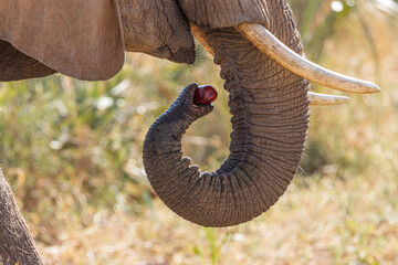 Early Morning Fig Breakfast in Kenya