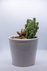 cactus in a white pot on a white background