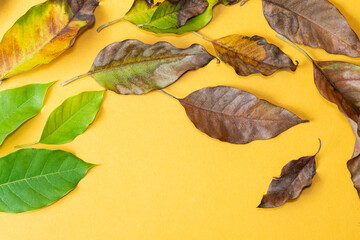 Colorful Leaves on Yellow Background