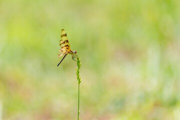 dragonfly on the grass