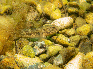 A Sandy Goby, Pomatoschistus minutus, in The Sound, the water between Sweden and Denmark
