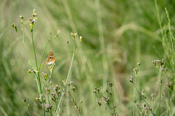 buckeye butterfly on a flower
