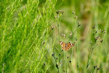 butterfly on the grass