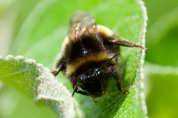 A close-up of a wild bee resting on a green leaf, possibly using the foliage as a hiding or sleeping spot, with detailed focus on its fuzzy body and wings.